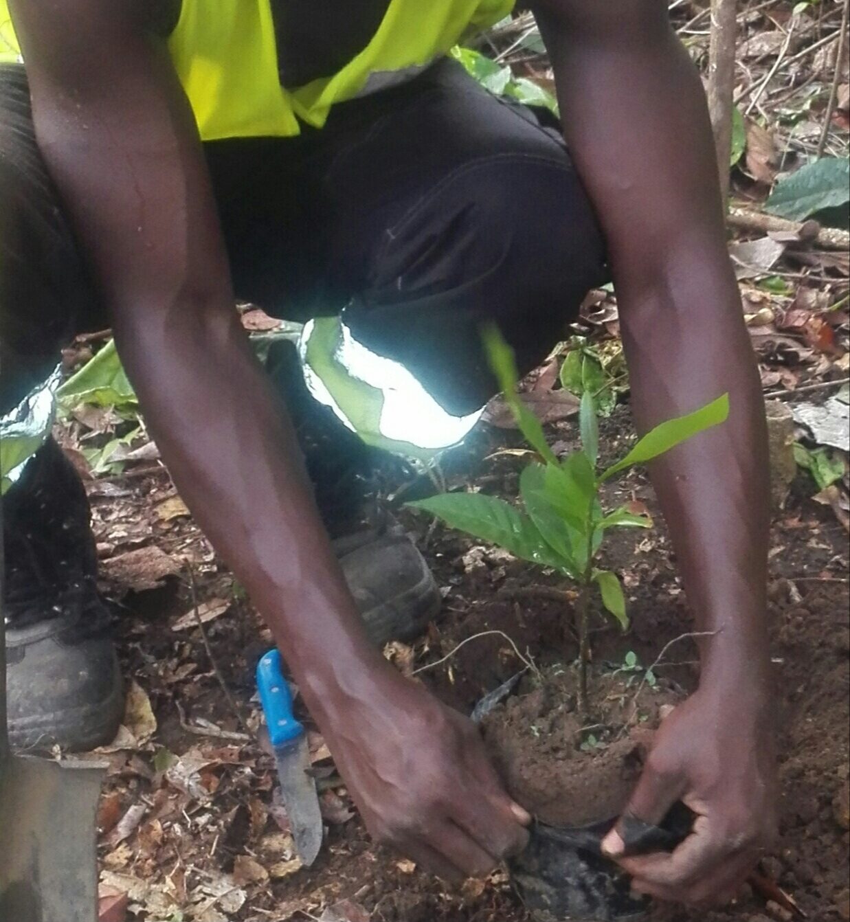 Sustainable Reforestation