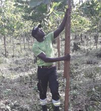 sustainable reforestation