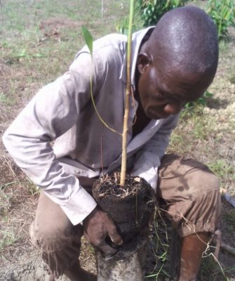 Restoring Degraded Lands