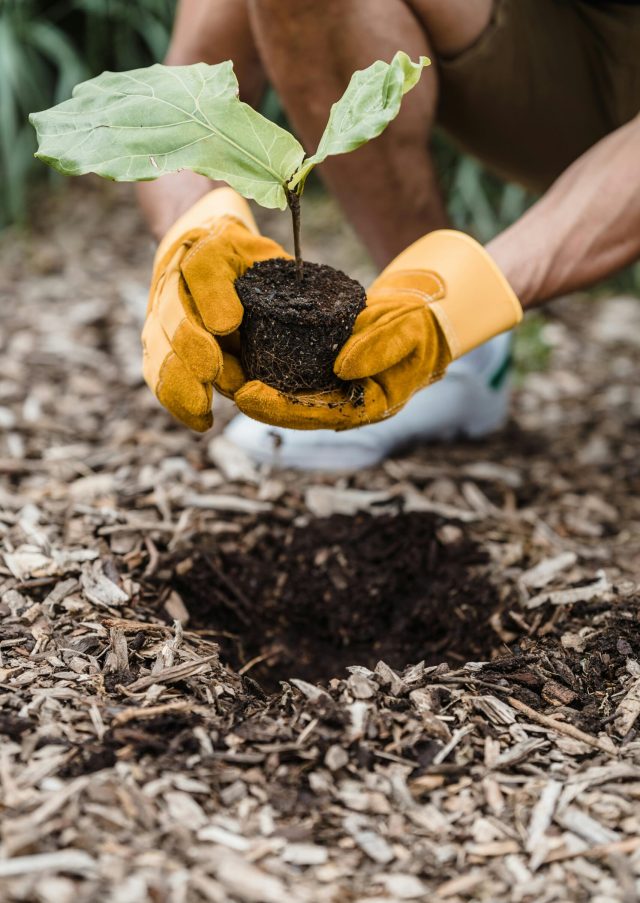 pexels-photo-9324330-9324330 Man wearing gloves plants a seedling outdoors, promoting new life and sustainability.